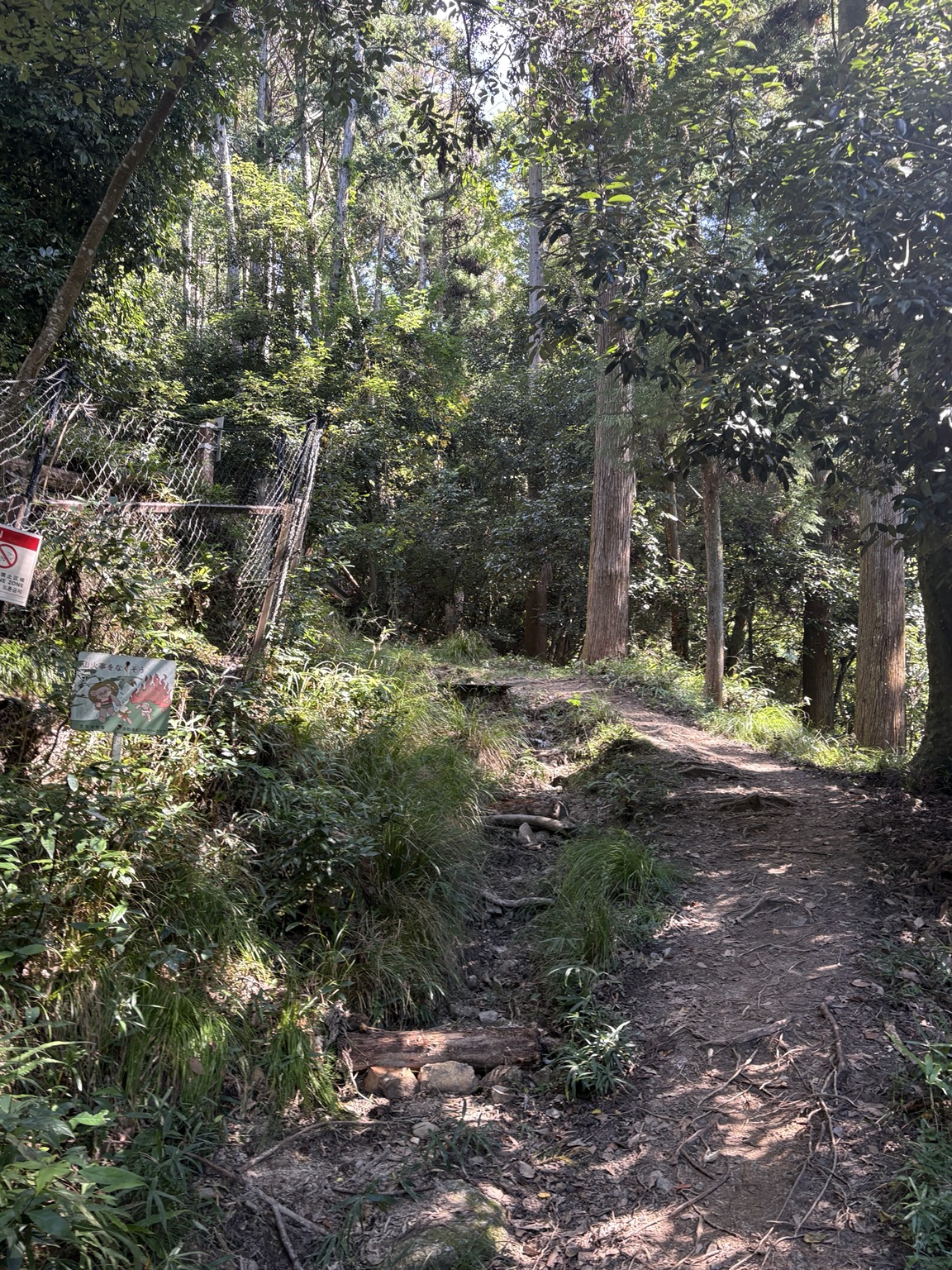 Forest path